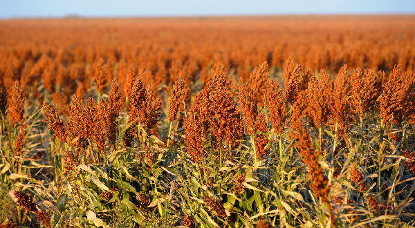 Sorghum