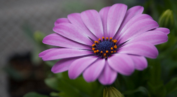 Purple Flower